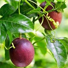 Passion Fruit – Turkey Variety (ટર્કી પેશન ફ્રૂટ)